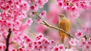 Le printemps arrive